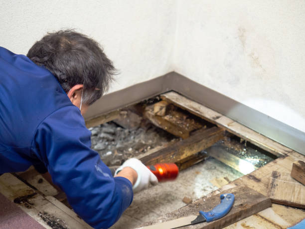 Best Mold Damage Repair  in La Vale, MD