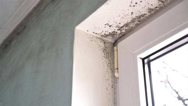 Best Fast Mold Removal  in La Vale, MD