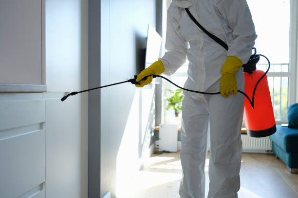Attic Mold Removal in La Vale, MD