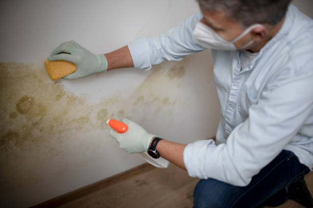 Best Mold Removal Company Near Me  in La Vale, MD