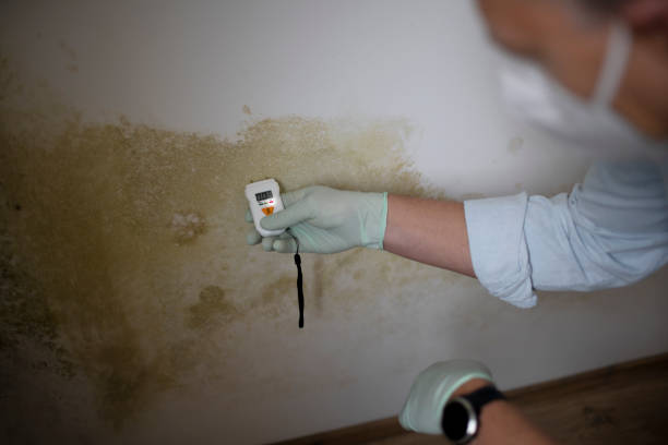 Best Local Mold Removal Service  in La Vale, MD