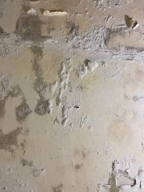 Best Crawl Space Mold Removal  in La Vale, MD