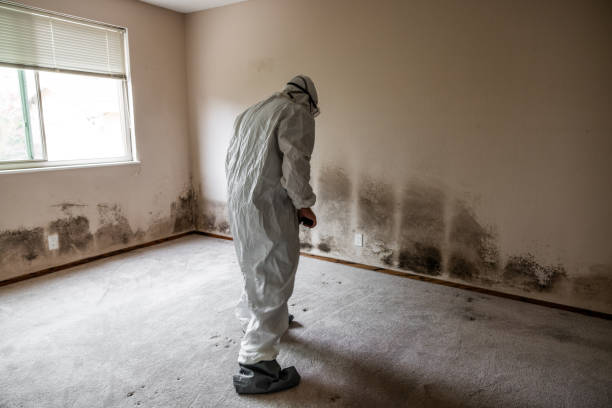 Best Mold Removal and Inspection  in La Vale, MD