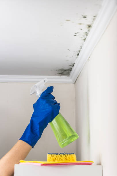 Best Best Mold Removal Companies  in La Vale, MD