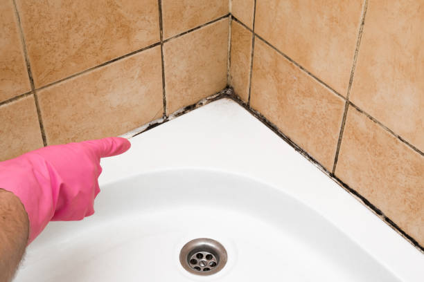 Best Mold Testing and Removal  in La Vale, MD