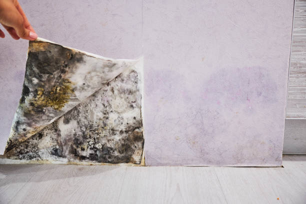 Best Mold Removal Near Me  in La Vale, MD